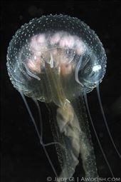 by cedarkehoe, Views[125]