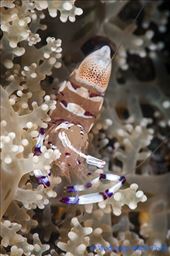 by cedarkehoe, Views[130]