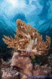 by cedarkehoe, Views[139]