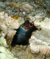 by cedarkehoe, Views[152]