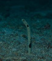 by cedarkehoe, Views[159]