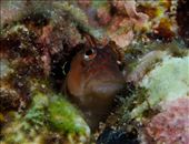 by cedarkehoe, Views[134]