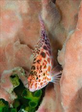 by cedarkehoe, Views[133]