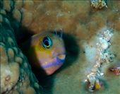 by cedarkehoe, Views[179]