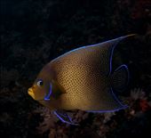 by cedarkehoe, Views[216]