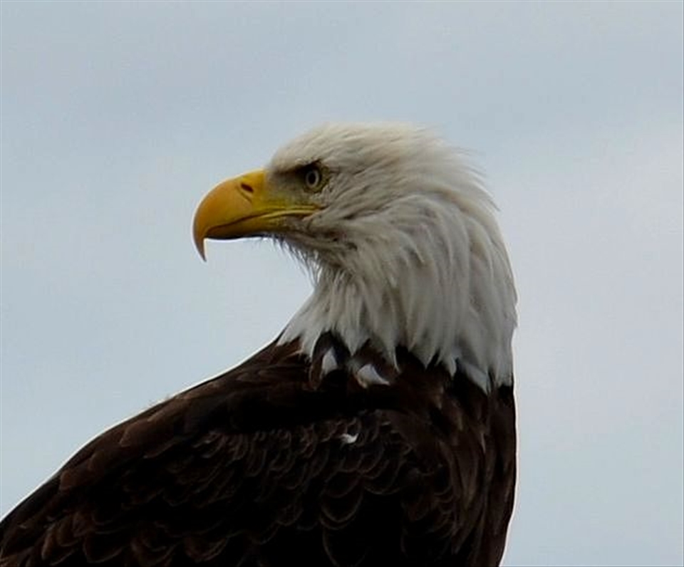 Royal Raptor in Sitka, Alaska. Connecting with animal guides on the road north 