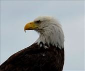 Royal Raptor in Sitka, Alaska. Connecting with animal guides on the road north : by ceilifitz, Views[201]