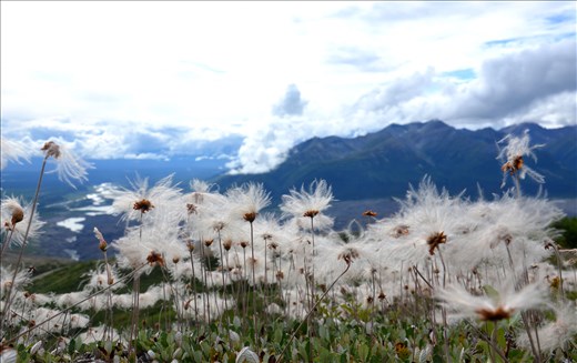 August. Field of dreams; hike to Bonanza Opal Mine, Wragall-St Elias, Alaska