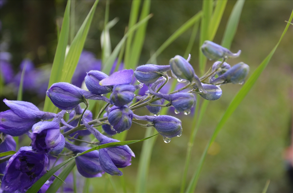 Joyful purple blooms. Root Glacier trail, Wrangall-St Elias, Alaska