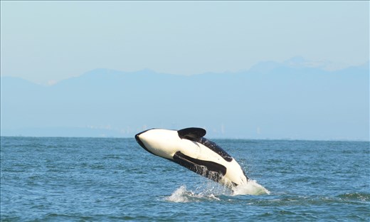 Sept. A Soaring heart. Female Orca celebrates a kill,Cowichan Bay,Vancouver isl 