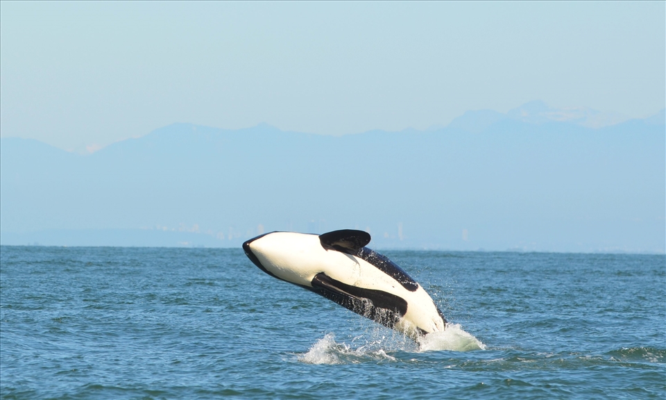 Sept. A Soaring heart. Female Orca celebrates a kill,Cowichan Bay,Vancouver isl 