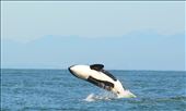 Sept. A Soaring heart. Female Orca celebrates a kill,Cowichan Bay,Vancouver isl : by ceilifitz, Views[247]