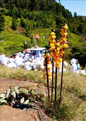 by celebration, Views[319]