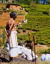 by celebration, Views[294]