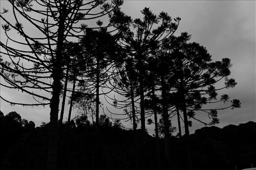 The araucária - typical tree of the region