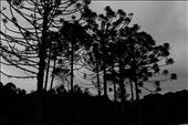 The araucária - typical tree of the region: by celinskiadventures, Views[544]