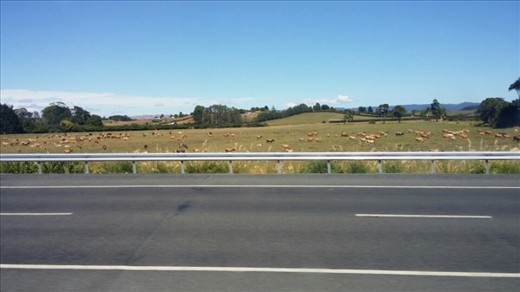 They have a lot more cows than I thought they would given their reputation for sheep.