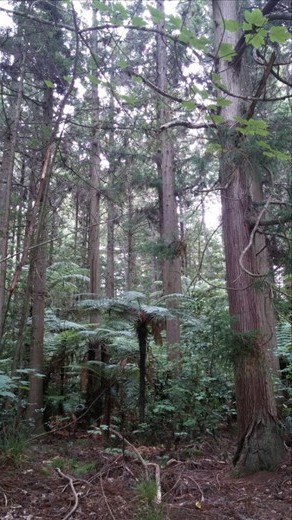Redwood forest, Rotorua