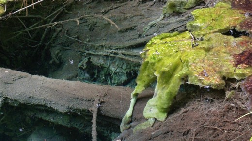 Moss growing in clear water