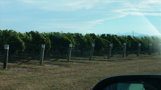 Vineyards, south island