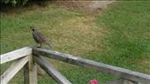Quail on the patio at Abel Tasman stables: by cfitchey, Views[344]
