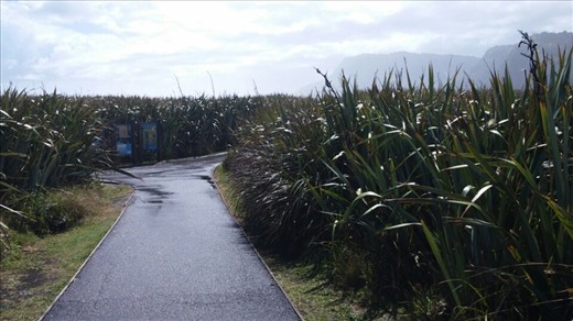 When you're viewing pancake rocks you're surrounded by all this really high shrubs.