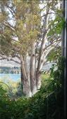 Picture of a tree outside my hostel. Notice the multiple trunks. And some how the pic looks like an impressionist painting. : by cfitchey, Views[360]