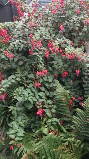 A lovely plant outside my room