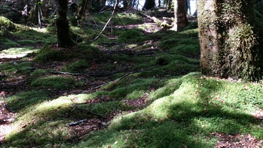 Moss on the ground in the forest outside the glow worm caves