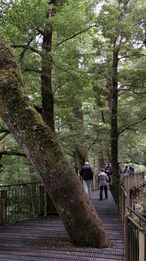 Thought this was cool - they didn't cut the tree down, just built the walkway around it.