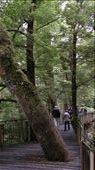 Thought this was cool - they didn't cut the tree down, just built the walkway around it.: by cfitchey, Views[331]