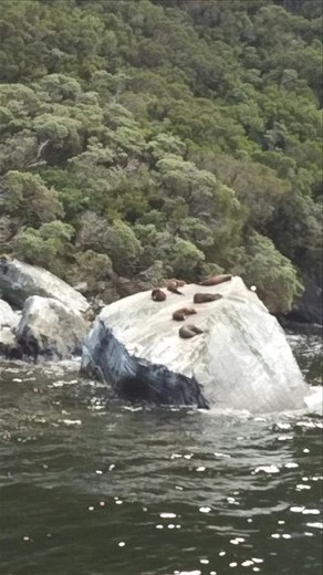 Did I mention we saw seals?