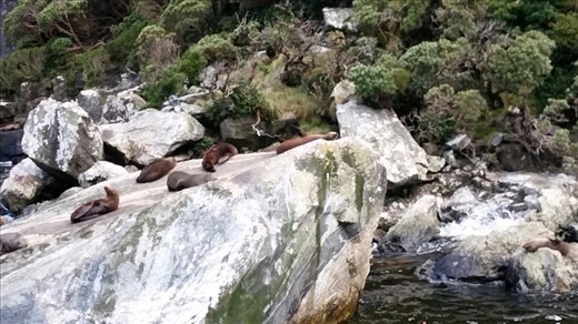We saw seals. They were very active for us.