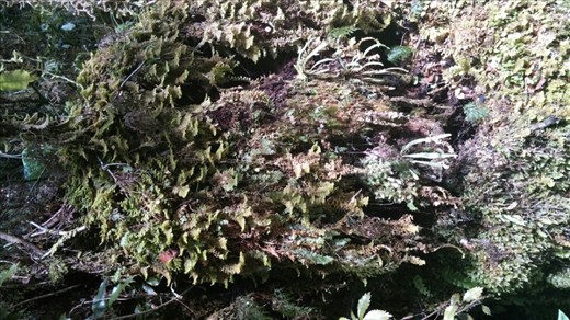 moss growing on the trees