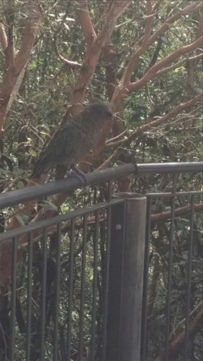 Bird we saw in the parking lot