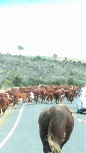 Cattle being moved down the road