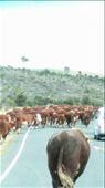 Cattle being moved down the road: by cfitchey, Views[406]