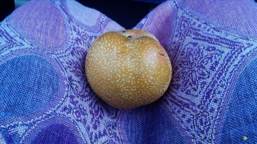 Pear apple hybrid