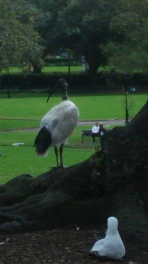 Stork looking bird