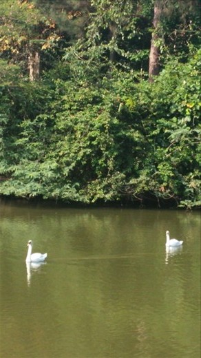 The swans of swan lake