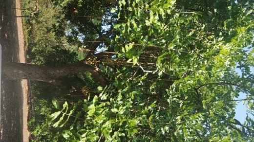 African Sausage Tree- check out where it came from on the description (next picture)