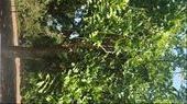 African Sausage Tree- check out where it came from on the description (next picture): by cfitchey, Views[313]