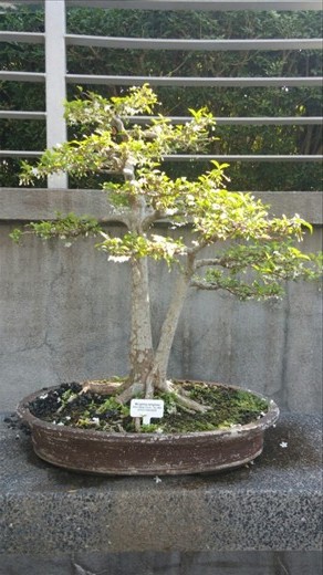 Bonsai tree