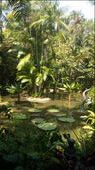 Lily pond in the ginger garden: by cfitchey, Views[296]