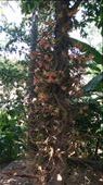Loved the plant growing on this tree. So beautiful. I don't recall seeing anything like it before.: by cfitchey, Views[343]