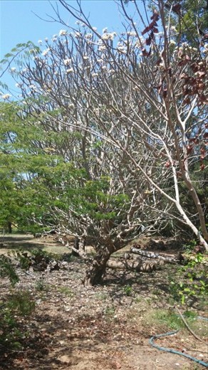 Beautiful tree in the theosophical gardens 