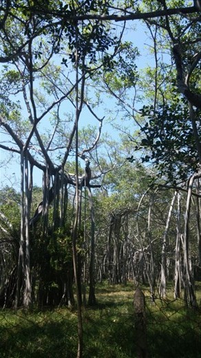 Banyan trees in theosophical gardens