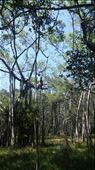 Banyan trees in theosophical gardens: by cfitchey, Views[225]