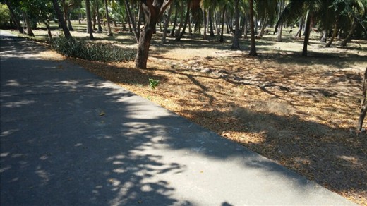 Look close in amongst the palms