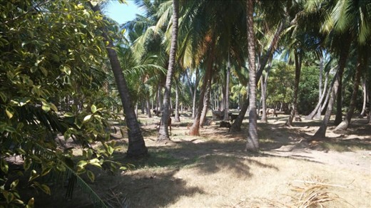 A herd of cows in the palm grove. This is the last place I would expect cows.